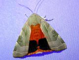 Noctua fimbriata
