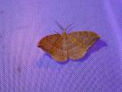W.cultraria