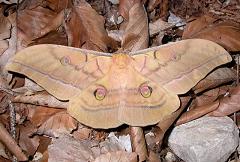 A. yamamai