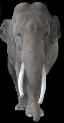 Click to enter 'Elephant George's Homepage'