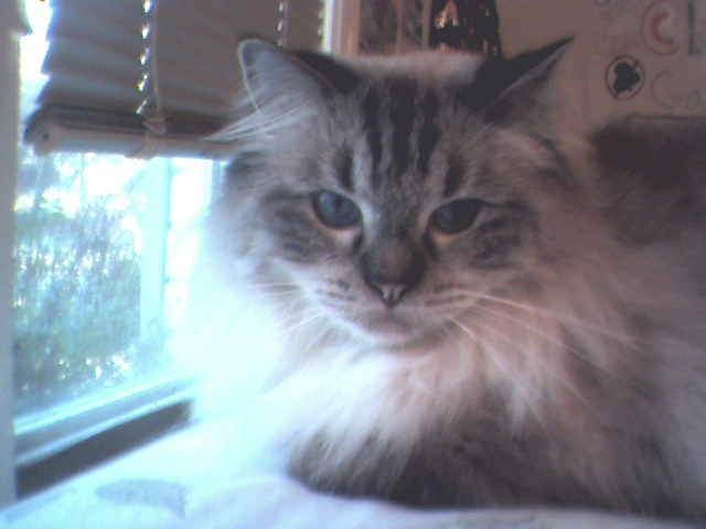 My cat Riley