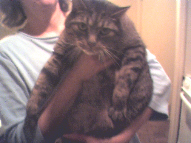 My Cat Spry
