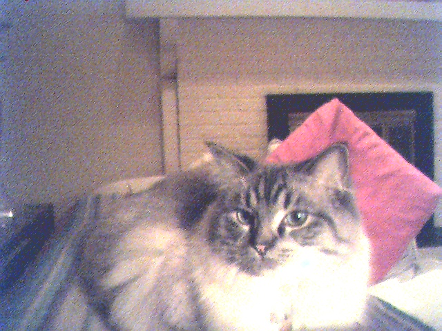My cat lucy