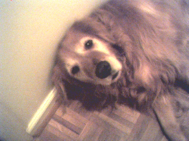 My Dog Boo