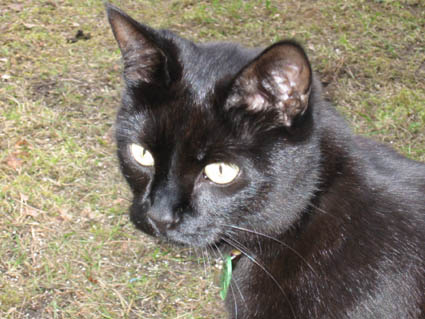 Kajsa sommaren 2001