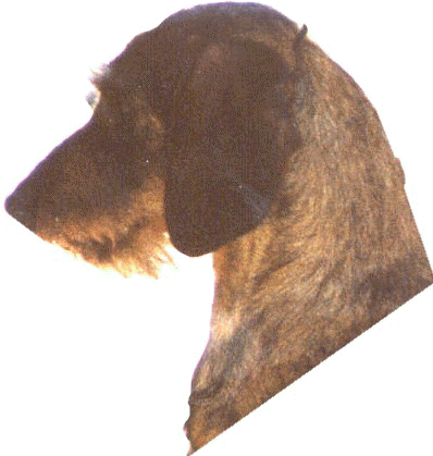 Matsutake Kennels