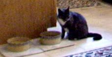 Misty(the cat from hell)