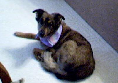 Tika(the dog from hell)