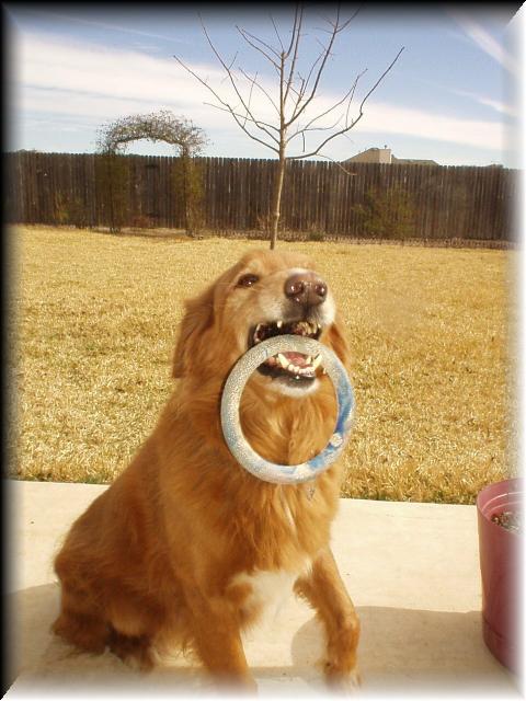 murray_with_toyJPG