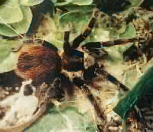 Tarantulas