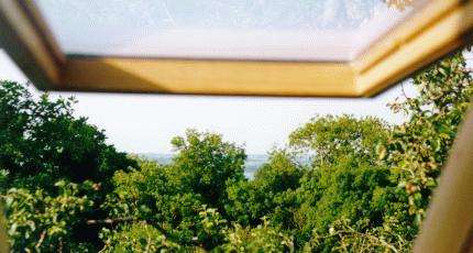 View out of the skylight