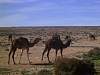 Camels.jpg