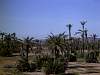 MoroccanPalmtrees.jpg