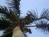 PalmTree.jpg