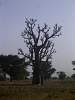 Tree1.jpg