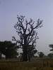 Tree3.jpg