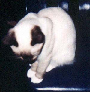 Picture of Bernadette.