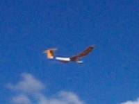 Albatross powered glider