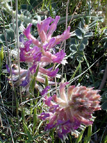 Learn more about Astralagus mollissimus