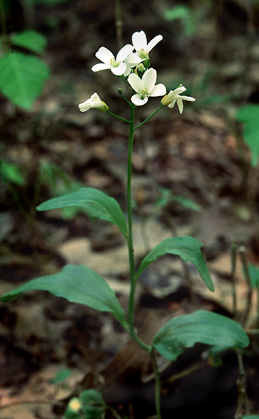 Learn more about Cardamine bulbosa