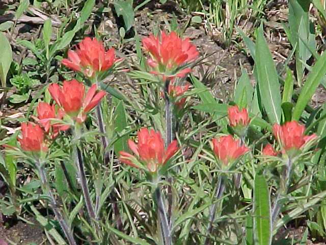 Learn more about Castilleja coccinea