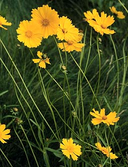 Learn more about Coreopsis lanceolata