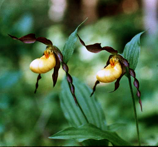 Learn more about Cypripedium calceolus var. parviflorum