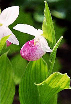 Learn more about Cypripedium reginae