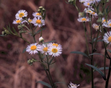 Learn more about Erigeron philadelphicus
