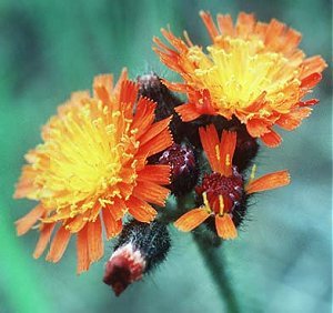 Learn more about Hieracium aurantiacum