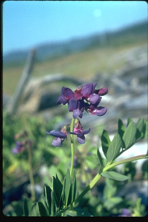 Learn more about Lathyrus japonicus