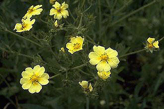 Learn more about Potentilla recta