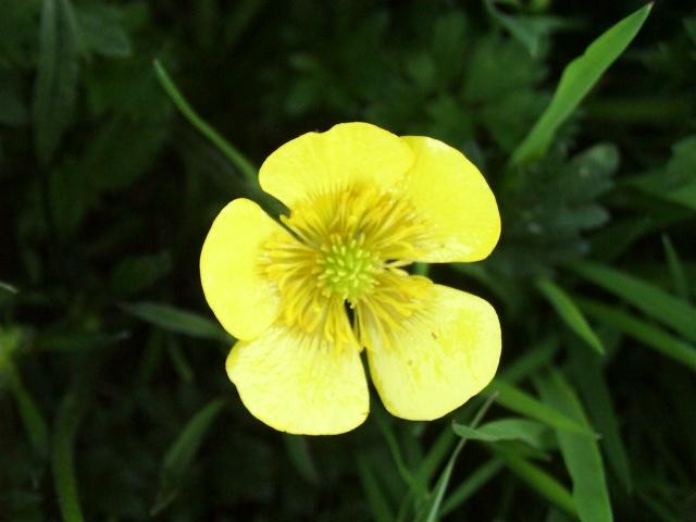 Learn more about Ranunculus bulbosa