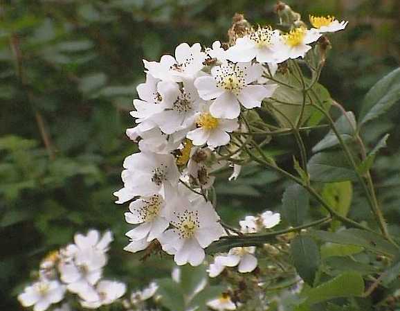 Learn more about Rosa multiflora