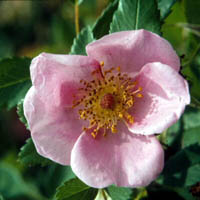 Learn more about Rosa virgininiana