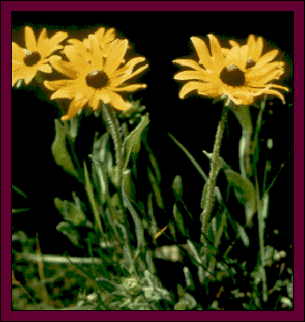 Learn more about Rudbeckia hirta
