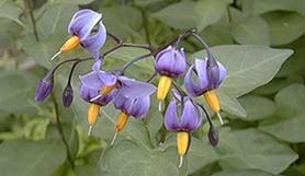 Learn more about Solanum dulcamara