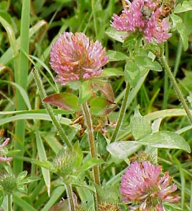 Learn more about Trifolium pratense