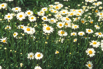 Learn more about Chrysanthemum leucanthemum