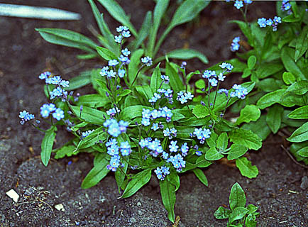 Learn more about Myosotis sylvatica