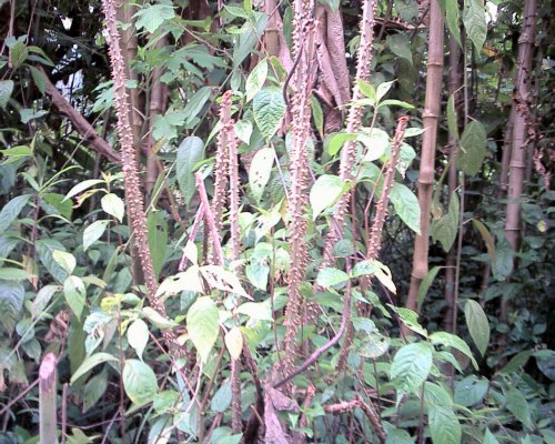 Ant Bite Tree