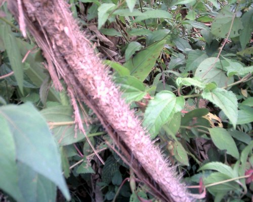 Thorn vine