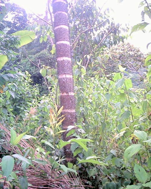 Spine Tree