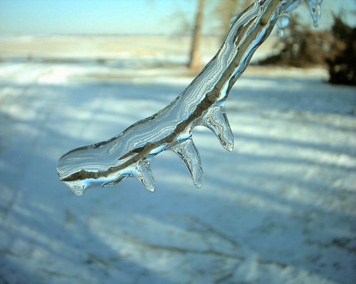 Branch Close Up