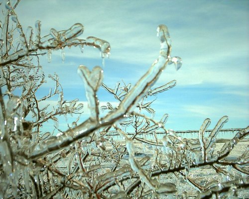 Bush Close Up