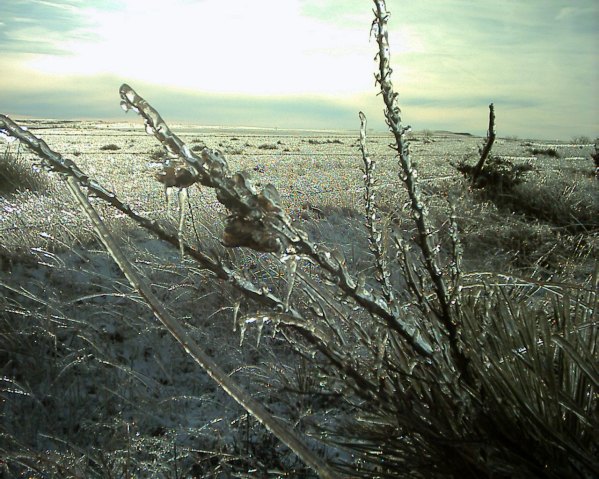 Frozen Yucca