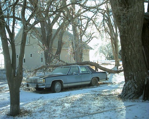 Limb on Crown Vic