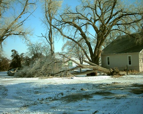 Tree Gave up
