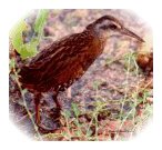 Virginia rail