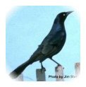 Boat-tailed grackle, local blackbird